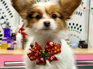 Papillon dogs Robin - Ad 30