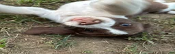 English Springer Spaniel dogs for sale:  English Springer Spaniel 2 - Ad 3