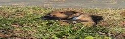 Belgian Malinois dogs for sale: Belgian Malinois Puppy 1 - Ad 3
