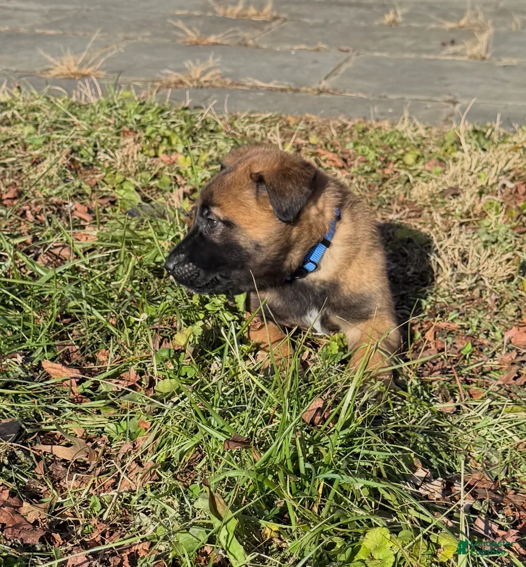 Belgian Malinois dogs for sale: Belgian Malinois Puppy 1 - Ad 3