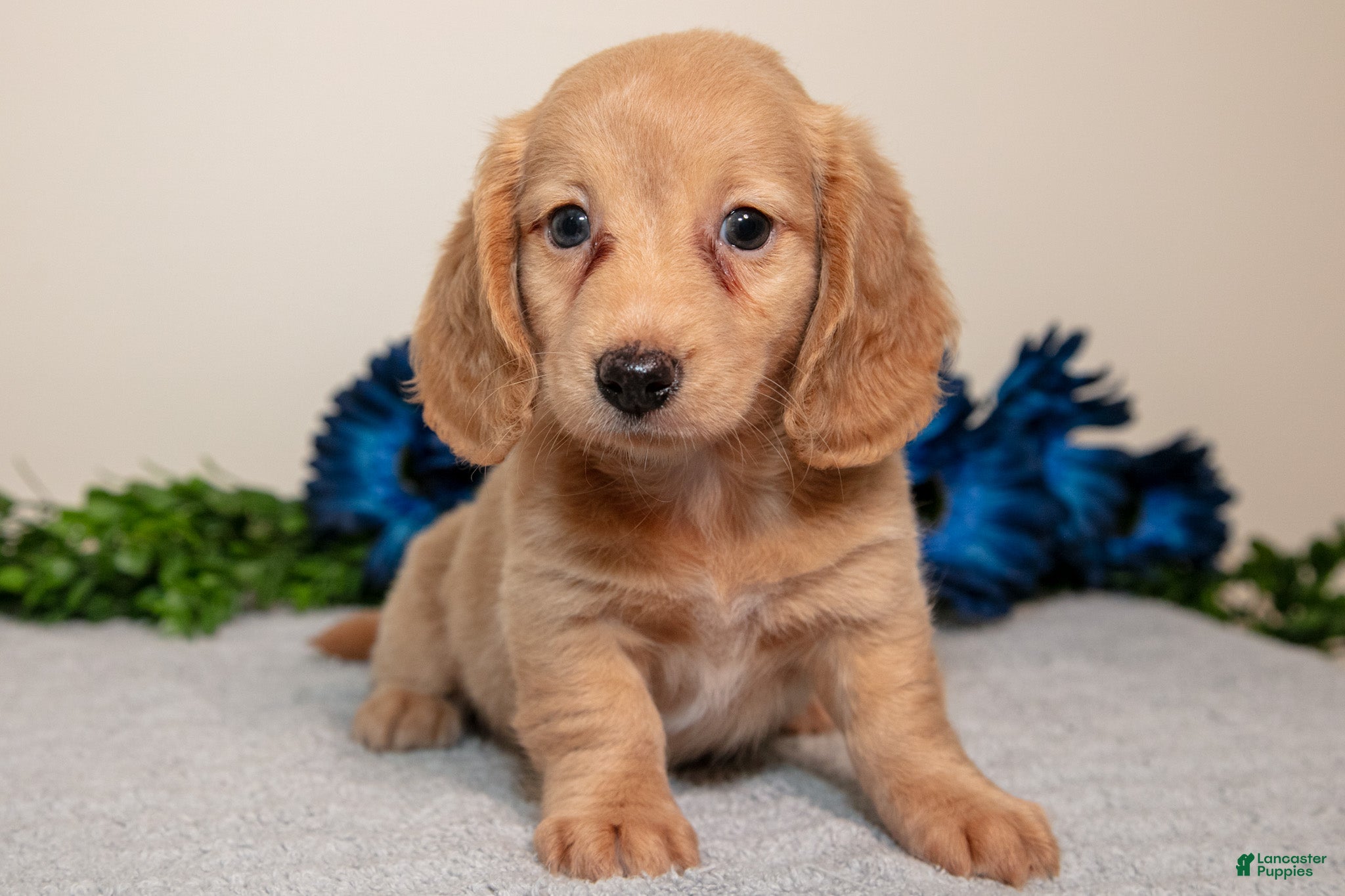 Miniature Dachshund dogs Sandy - Ad 1