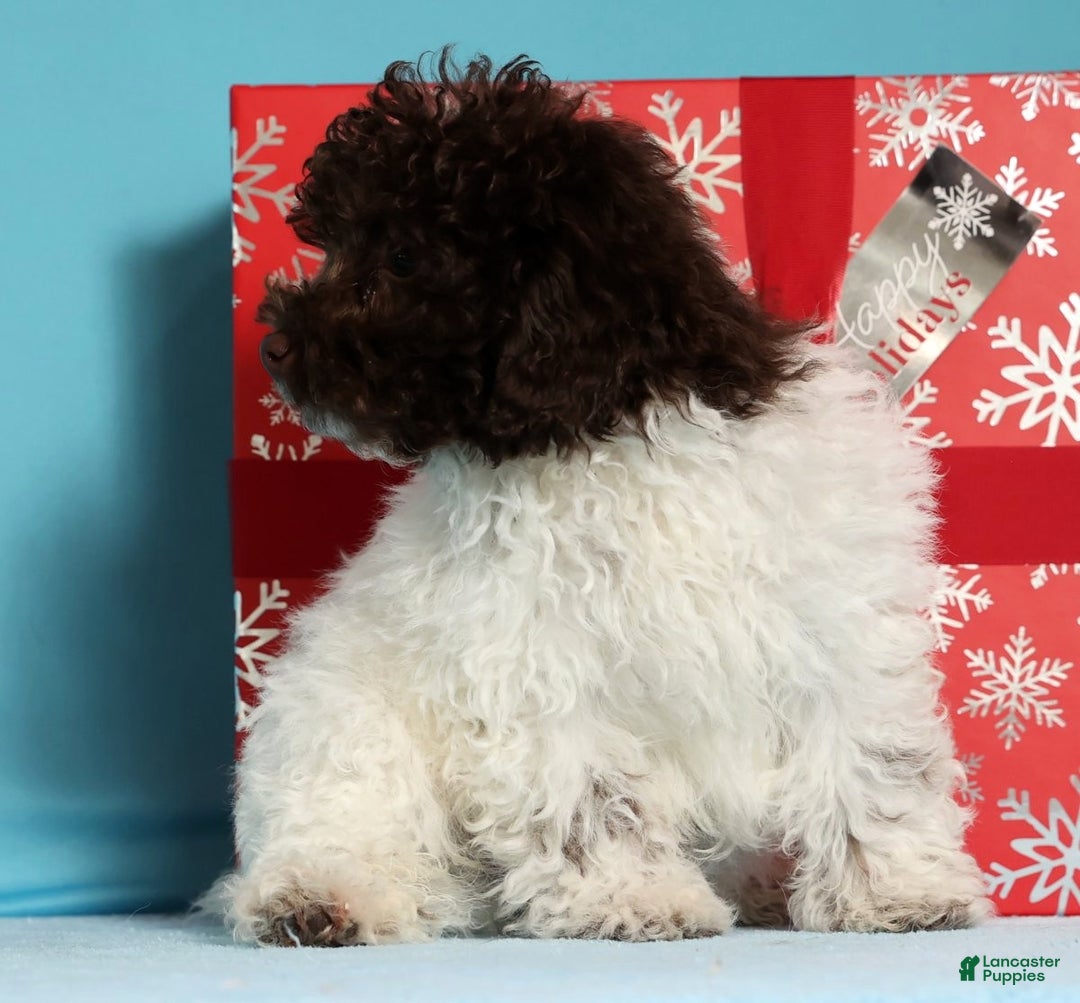 Miniature Poodle dogs for sale: Buddy - Ad 5