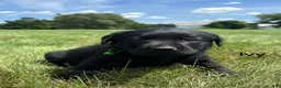 Labrador Retriever dogs for sale: Ivy - Ad 8