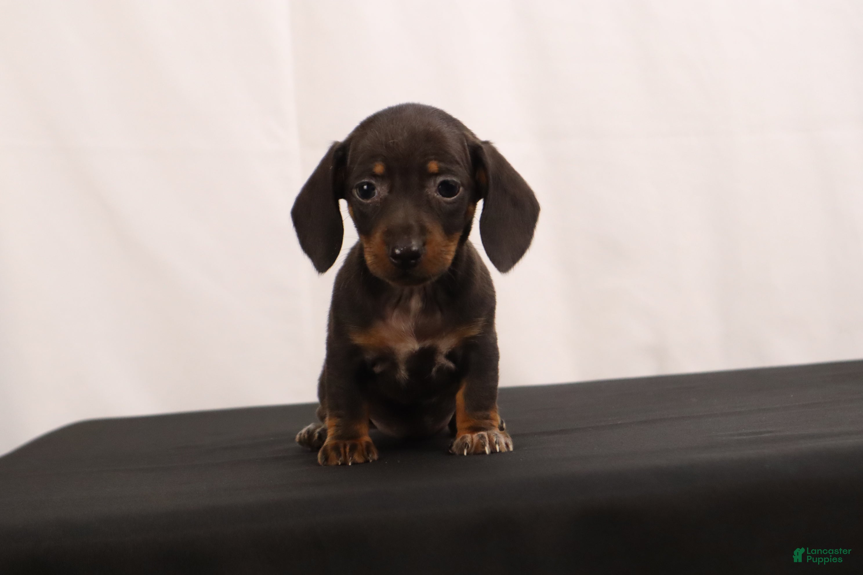 Dachshund dogs Nancy - Ad 2