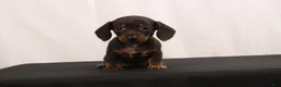 Dachshund dogs for sale: Nancy - Ad 2