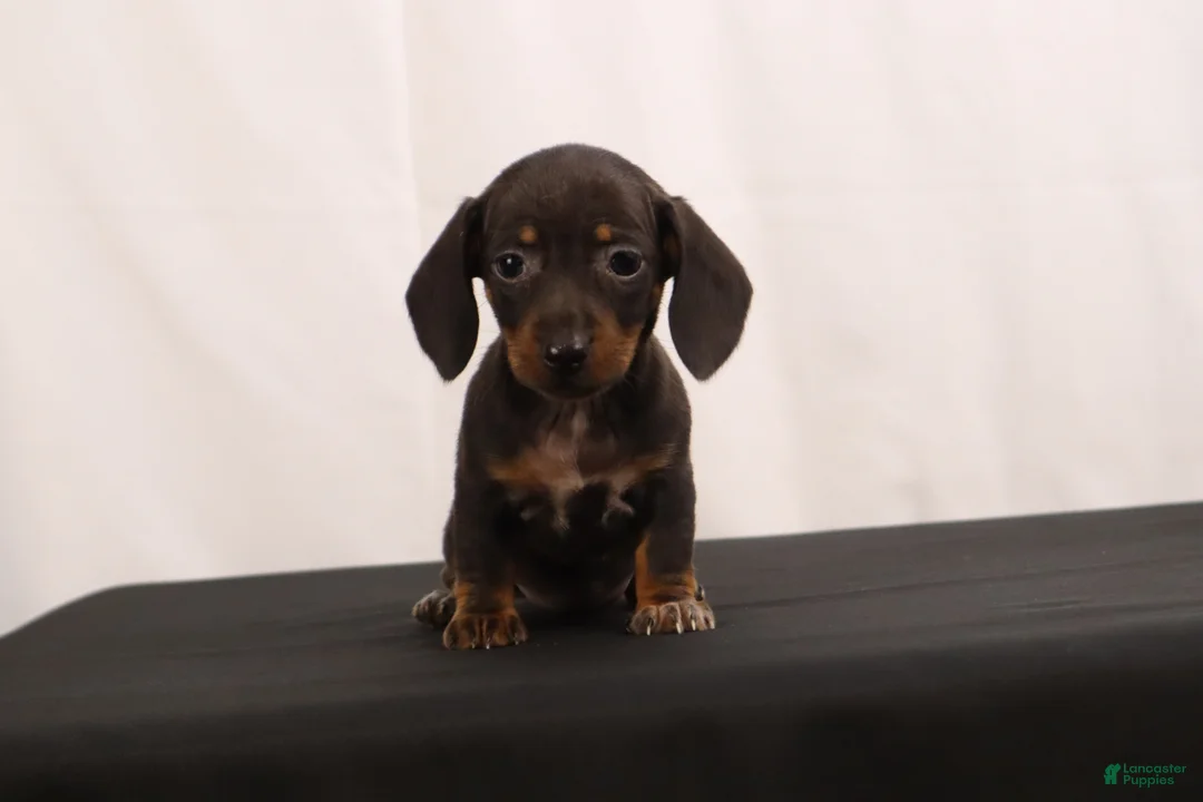 Dachshund dogs for sale: Nancy - Ad 2