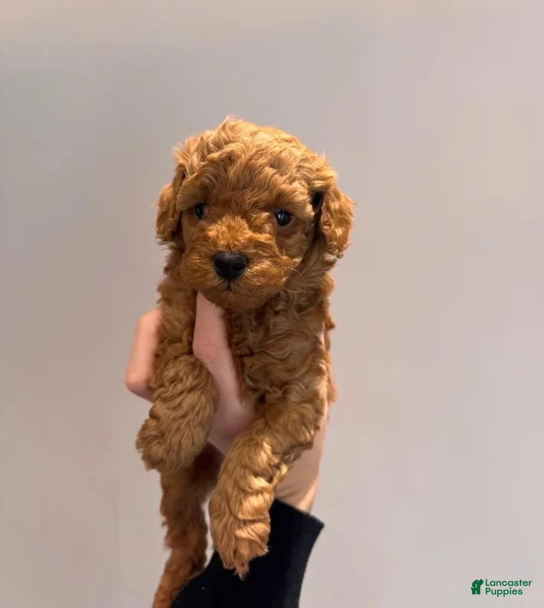 Maltipoo dogs for sale: Maya - Ad 5