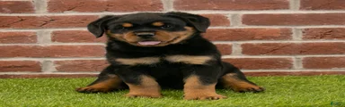 Heidi