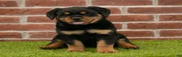 Rottweiler dogs for sale: Heidi - Ad 1
