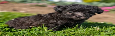 Truffle