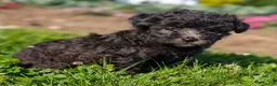 Toy Poodle dogs for sale: Truffle - Ad 1