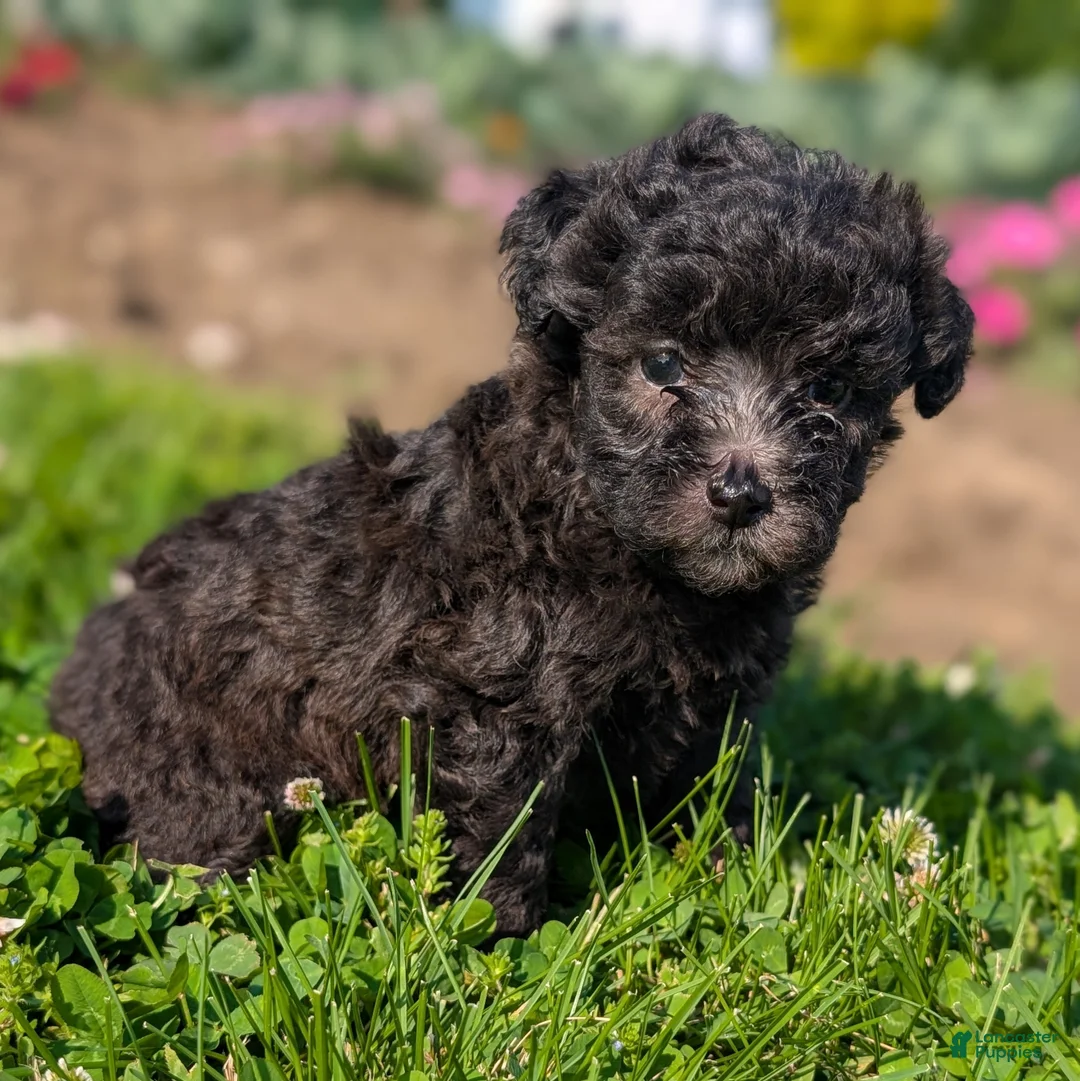 Toy Poodle dogs for sale: Truffle - Ad 1