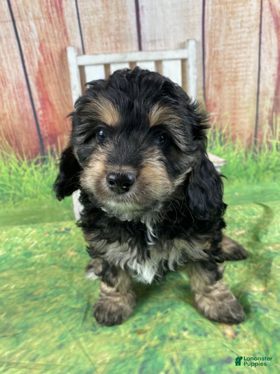 Cavapoo dogs for sale: Lily - Ad 10