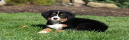 Bernese Mountain Dog dogs for sale: Jewel - Ad 11