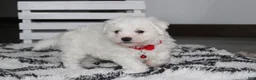 Bichon Frise dogs for sale: Kayson  - Ad 11