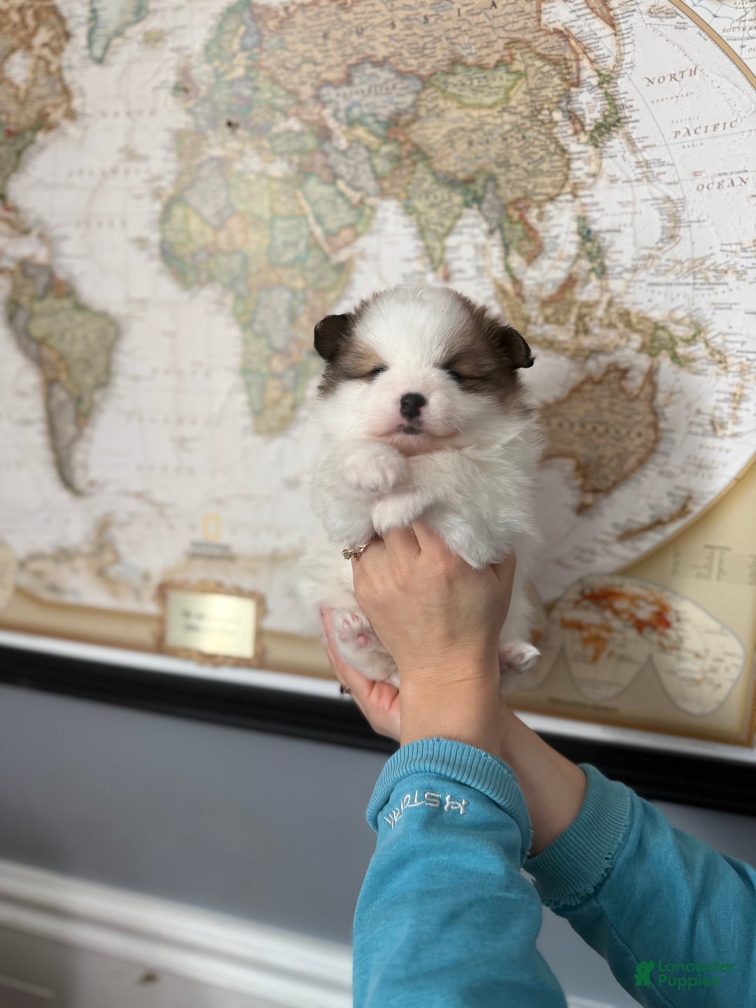 Pomeranian dogs for sale: Pomeranian Puppy 3 - Ad 3