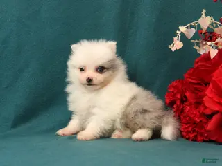 Pomeranian dogs Tyler - Ad 28
