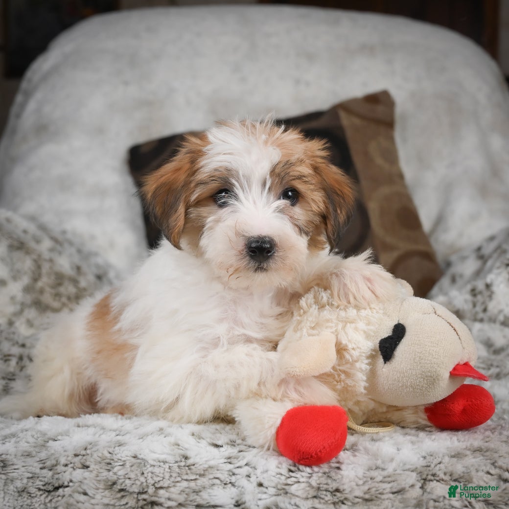 Mixed Breed dogs Charlie - Ad 1
