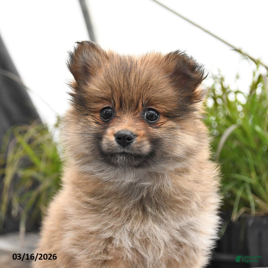 Pomeranian dogs Daphne - Ad 2