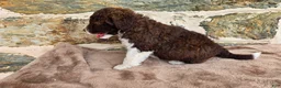 Portuguese Water Dog dogs for sale: Rebecca - Ad 6