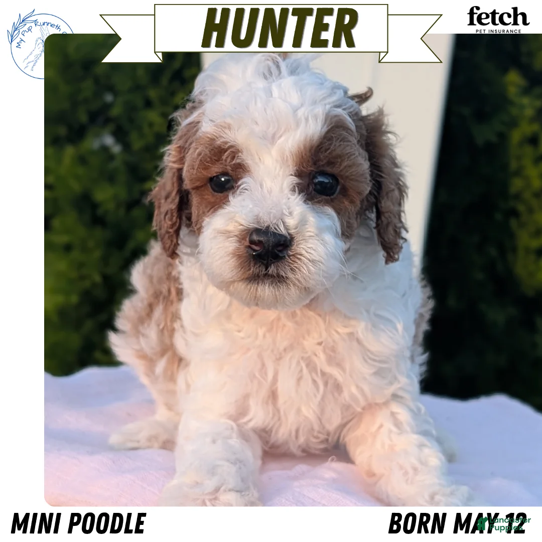 Miniature Poodle dogs for sale: Hunter - Ad 1