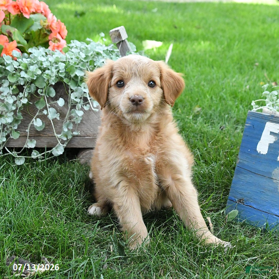 Cavapoo dogs Luke - Ad 2
