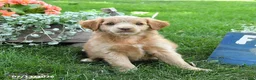 Cavapoo dogs for sale: Luke - Ad 2