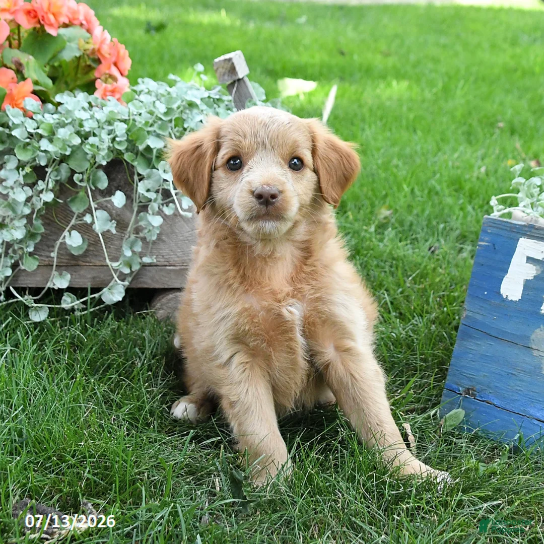 Cavapoo dogs for sale: Luke - Ad 2