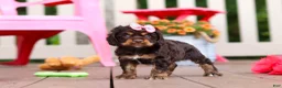 Cocker Spaniel dogs for sale: Callie - Ad 3