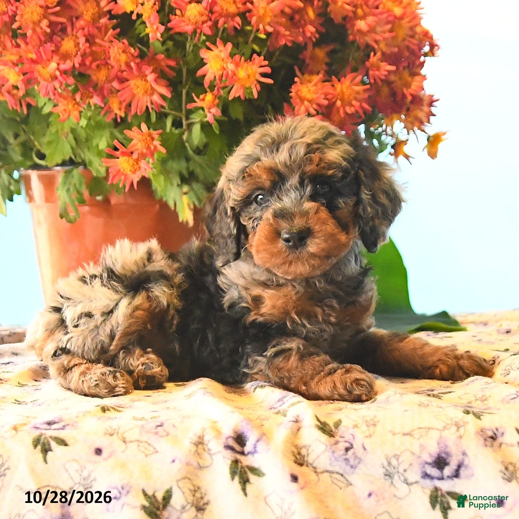 Cockapoo dogs for sale: Jackie - Ad 2
