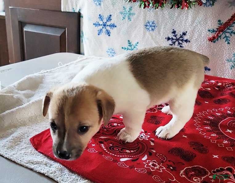 Jack Russell Terrier dogs Twinkle - Ad 18