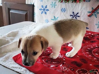 Jack Russell Terrier dogs Twinkle - Ad 18