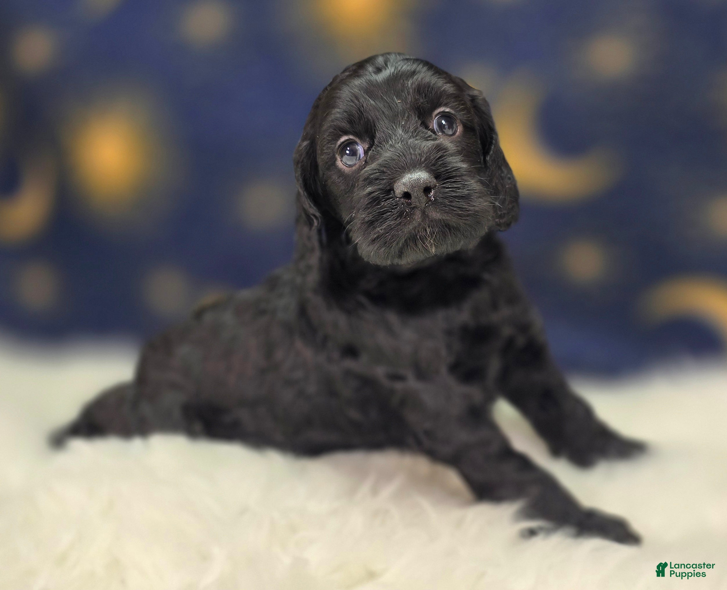 Cockapoo dogs Frostbite - Ad 26