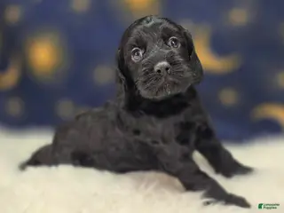 Cockapoo dogs Frostbite - Ad 25