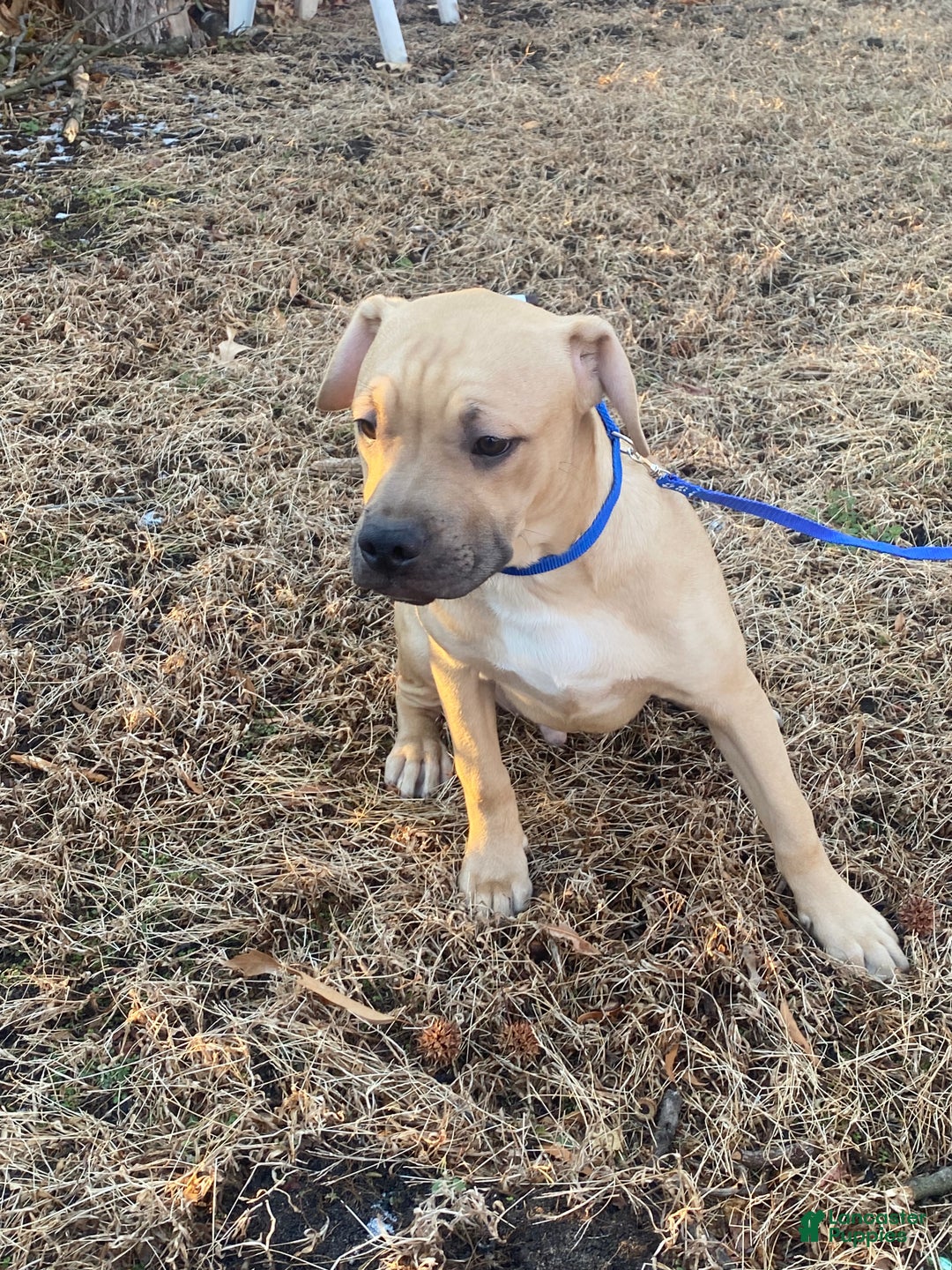 Mixed Breed dogs for sale: Timberland  - Ad 1