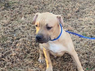 Mixed Breed dogs Timberland - Ad 8