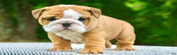 English Bulldog dogs for sale: Lainey - Ad 3