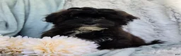 Shihpoo dogs for sale: Lenny - Ad 8