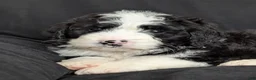 Bernedoodle dogs for sale: Cali - Ad 3