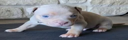 American Bully dogs for sale: Golden - Ad 8