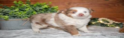 Toy Australian Shepherd dogs for sale: Tot - Ad 3