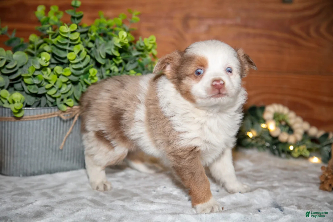Toy Australian Shepherd dogs for sale: Tot - Ad 3