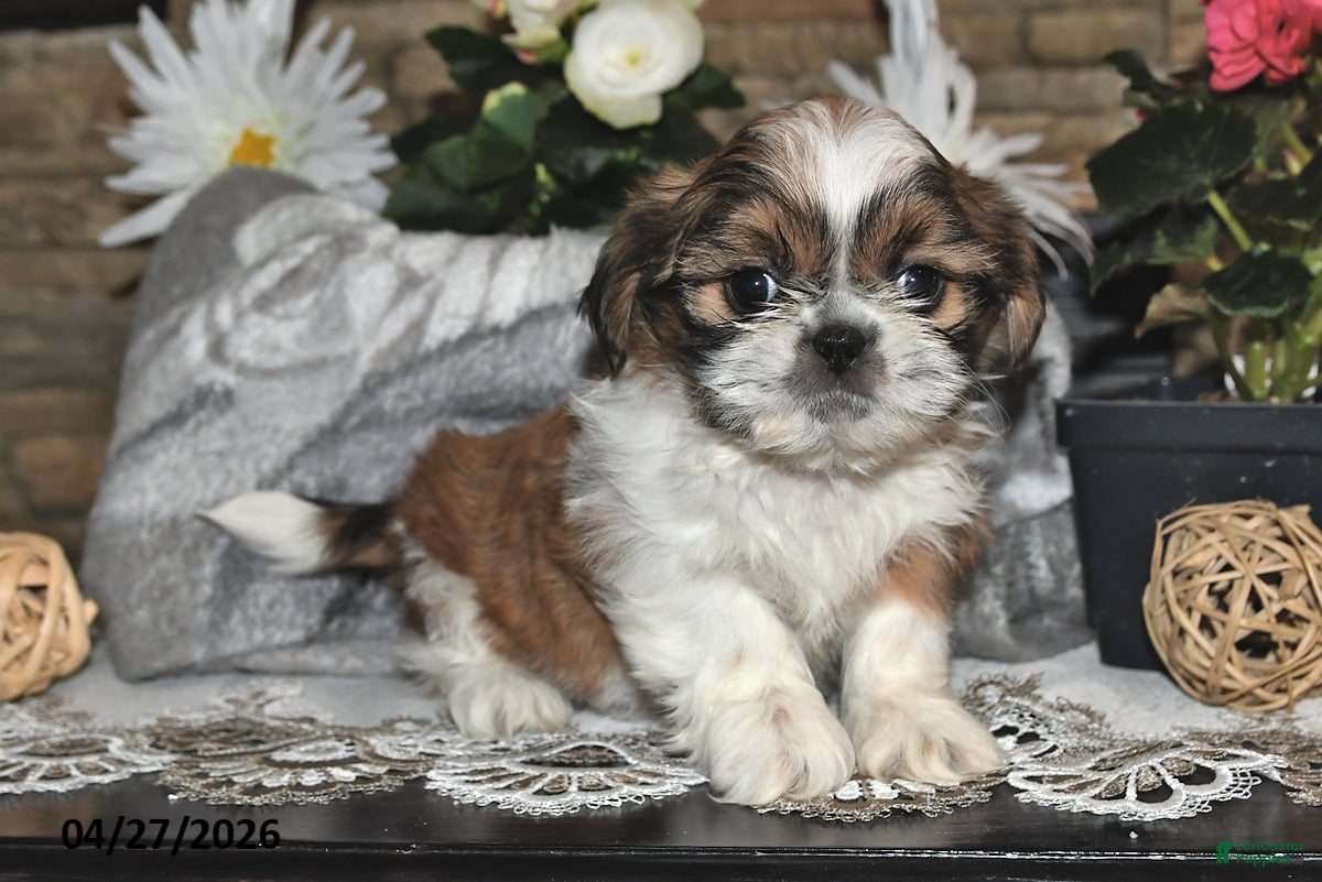 Shih Tzu dogs Shelly - Ad 1