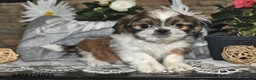 Shih Tzu dogs for sale: Shelly - Ad 1
