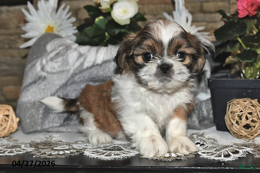 Shih Tzu dogs for sale: Shelly - Ad 1