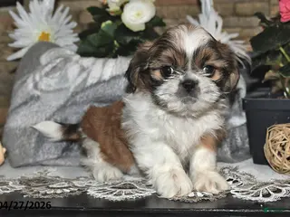 Shih Tzu dogs for sale: Shelly - Ad 3