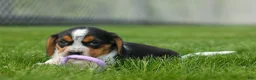 Beagle dogs for sale:  Charlie 🐶✨ - Ad 15