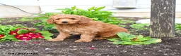 Mini Goldendoodle dogs for sale: Duffy - Ad 3