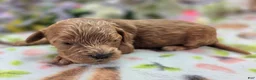 Cockapoo dogs for sale: Nigel - Ad 1