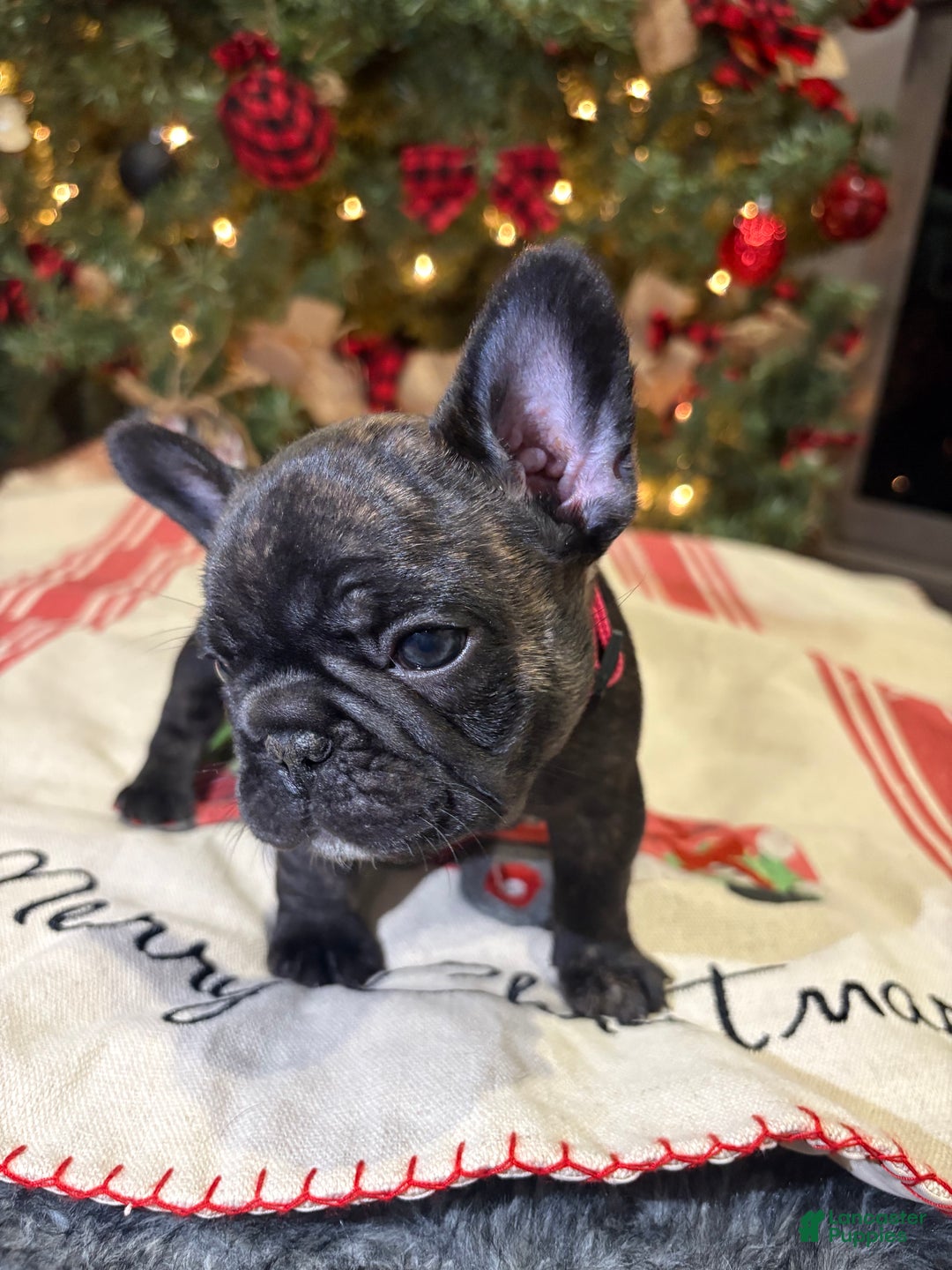 French Bulldog dogs for sale: French Bulldog Puppy 2 female (pink collar) - Ad 6